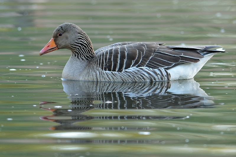 Grauwe Gans